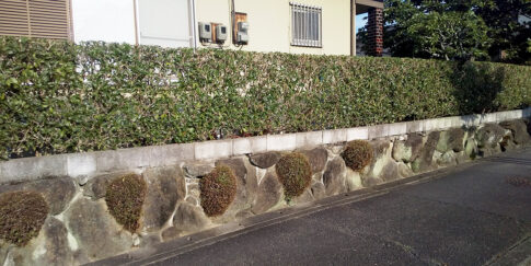 キンモクセイの生垣の剪定作業完了後の写真