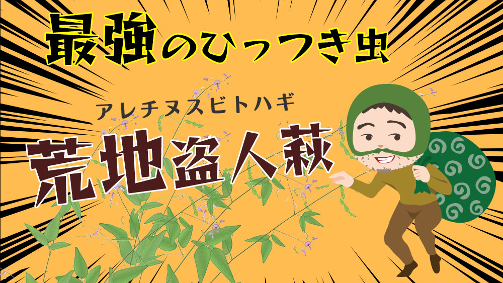 アレチヌスビトハギアイキャッチ画像