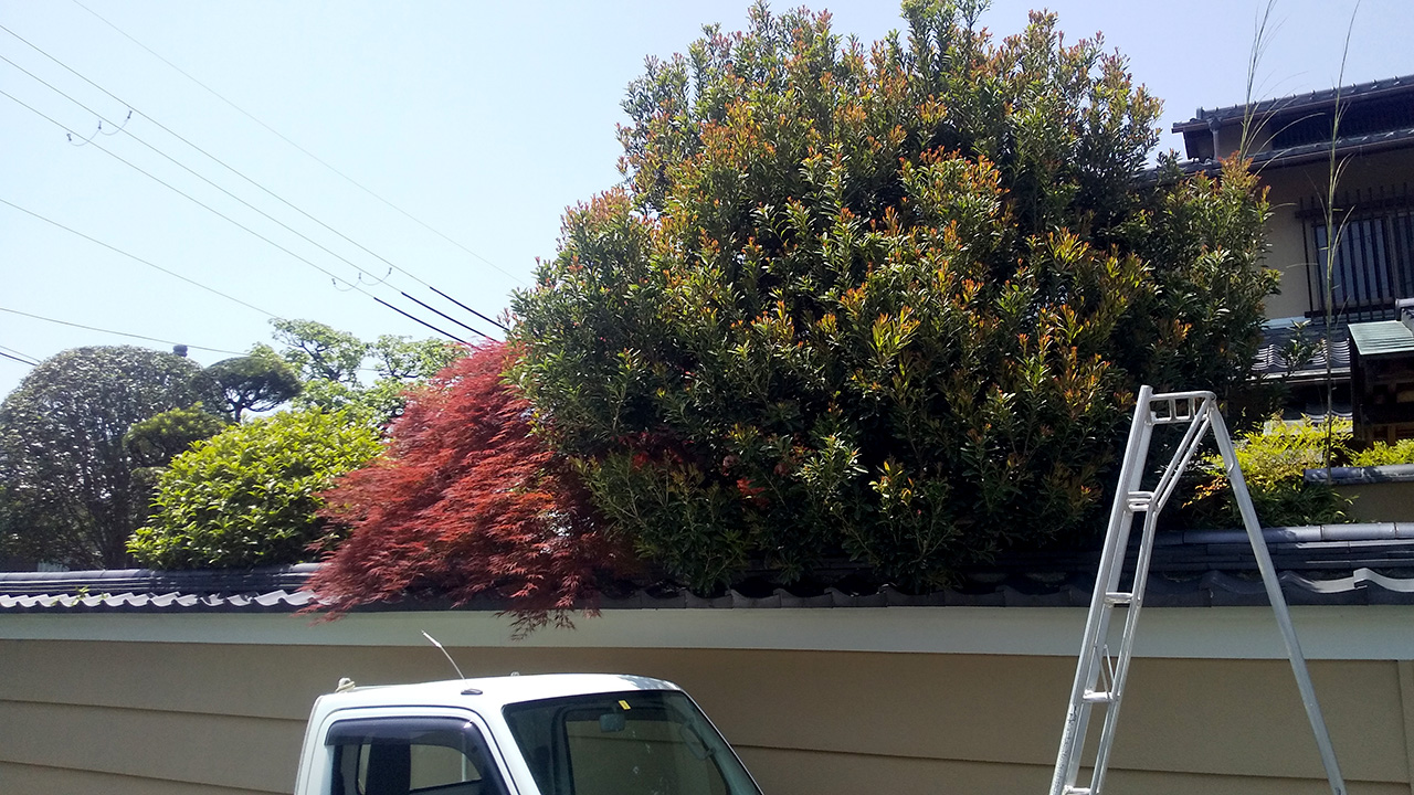 庭木の剪定作業前の枝葉が生い茂った状態